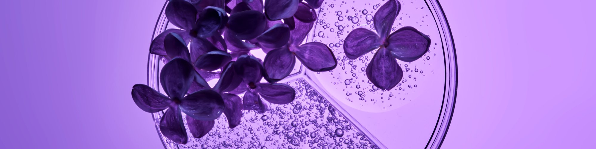Lilac flowers floating in soft purple light