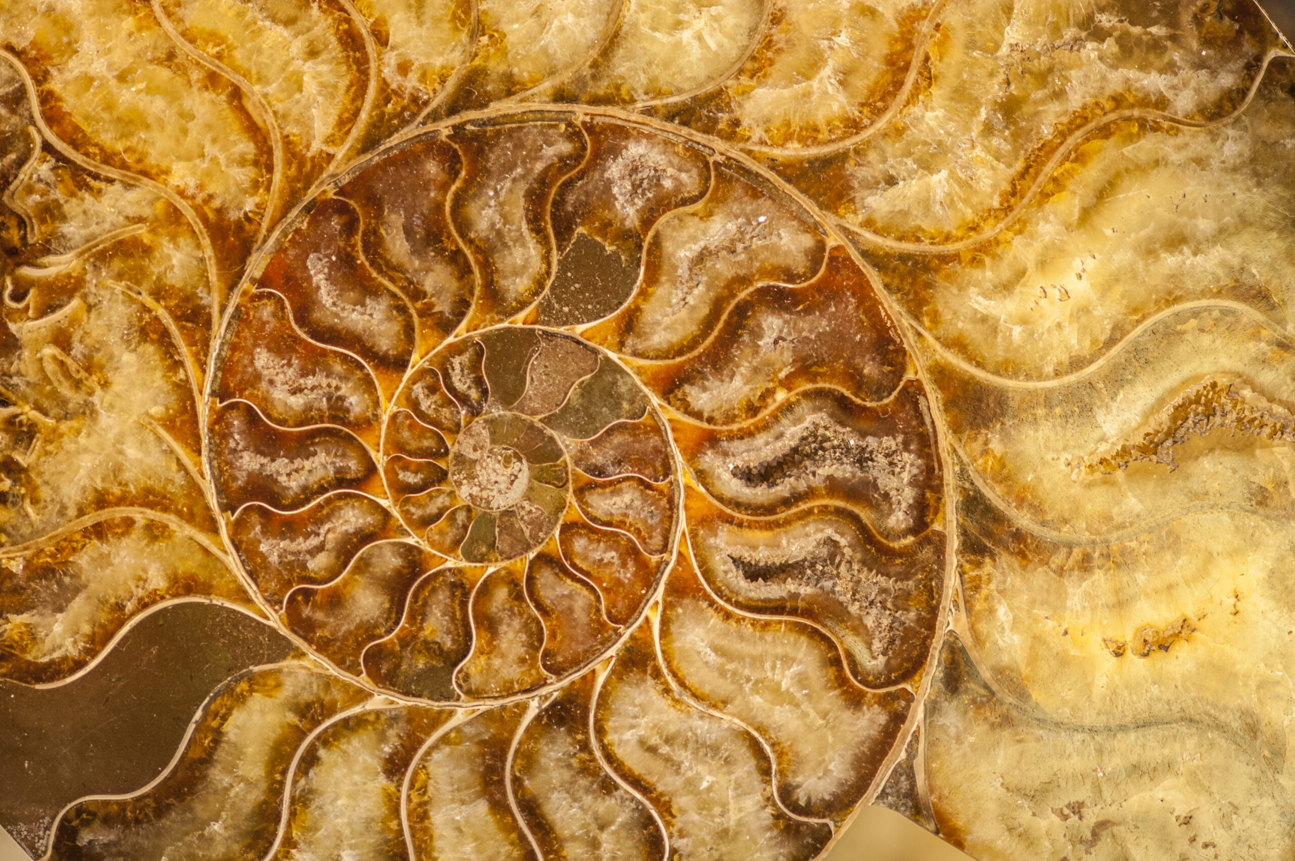 A fossilized nautilus shell showing its natural spiral chambers