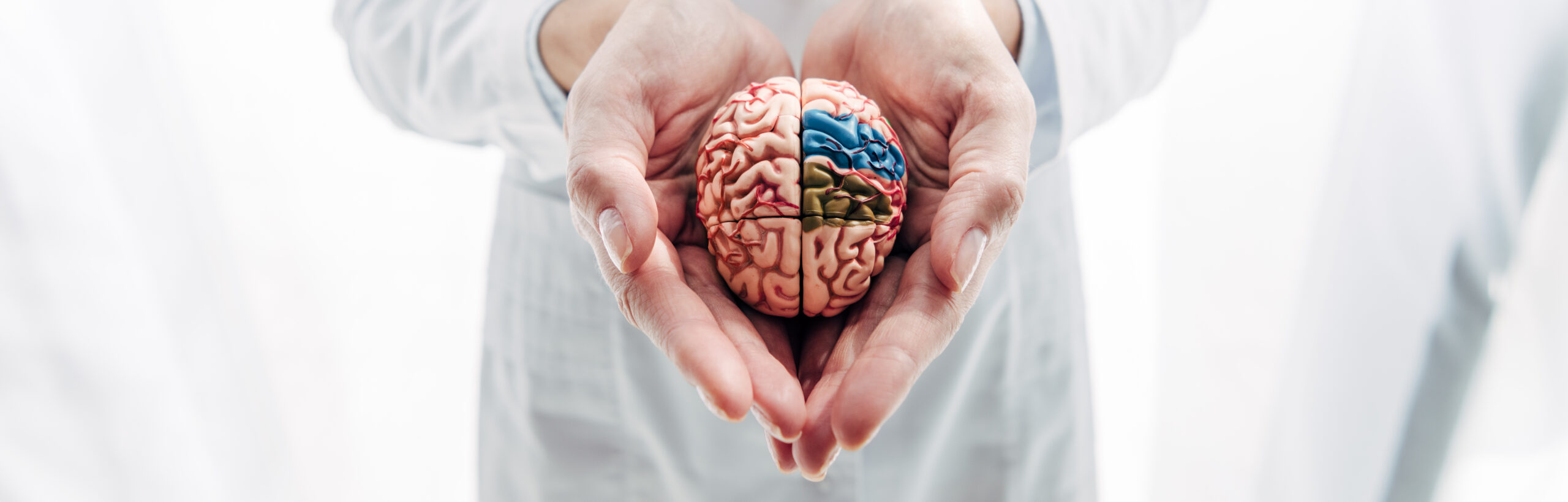 A clinician holding an anatomical model of the human brain