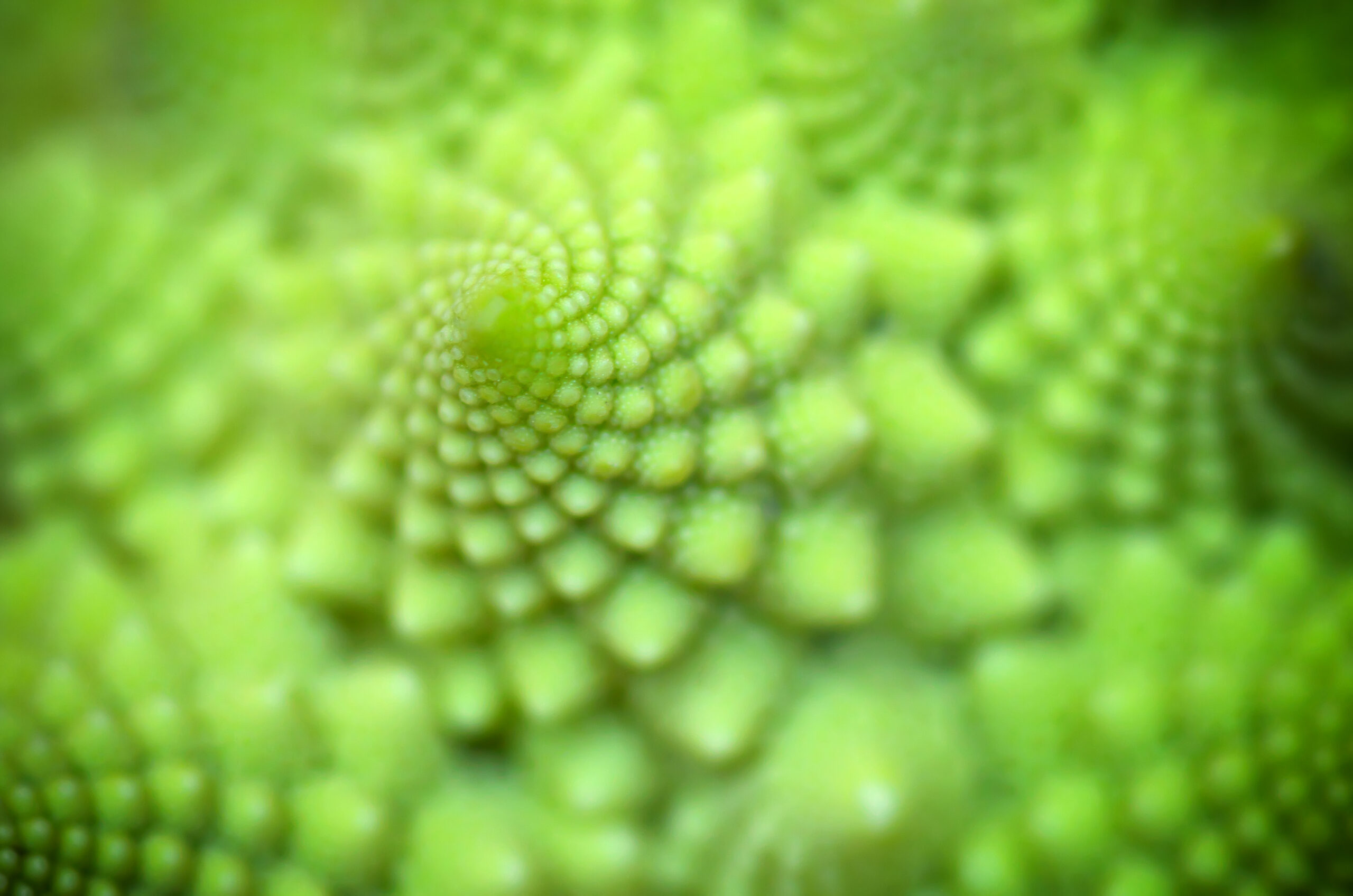 A natural spiral pattern