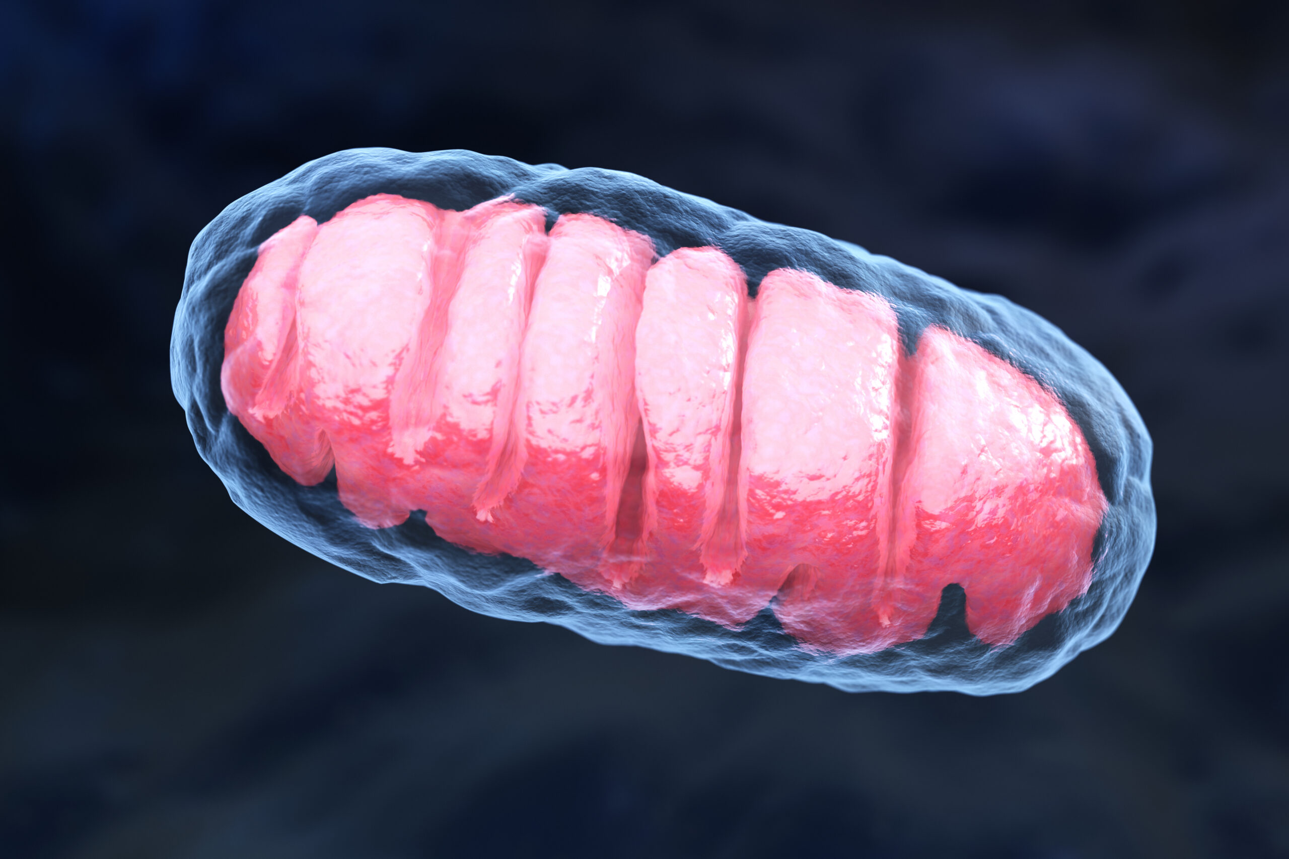 Illustration of a mitochondrion, the cellular organelle responsible for energy production