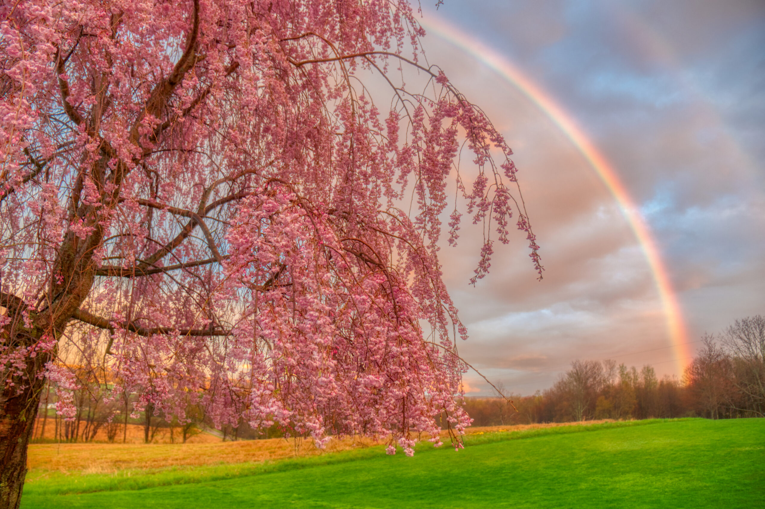 A rainbow over a field in Georgia